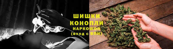 индика Новозыбков